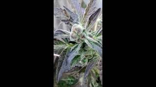 GIRL SCOUT HAZE COOKIES