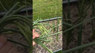 Yummy Garlic Scape Pesto Recipe