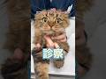 ビニール紐を食べたかもしれない2歳のスコティッシュフォールドが動物病院にやって来た!