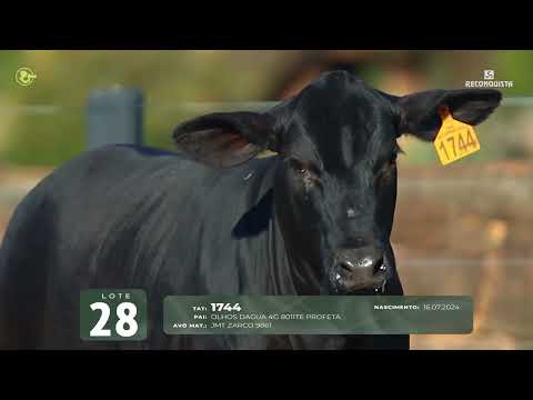 LOTE 28   TAT 1744 F Brangus