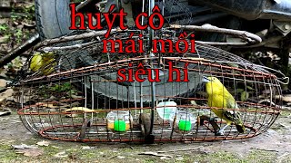 dợt nhẹ em mái mồi, huýt cô miền tây. sấp song long , siêu hí.