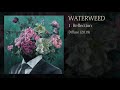 Waterweed - Reflection