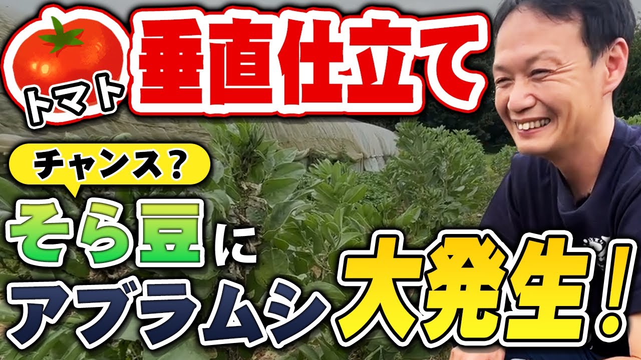【自然栽培234】トマトが1.5倍になった方法！アブラムシどうする？