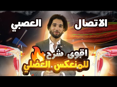 ثانية ثانوي ا أقوى شرح لدرس المنعكس العضلي