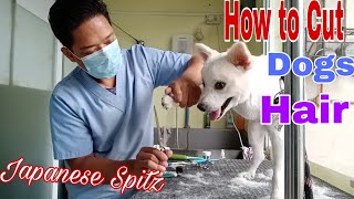 How To Cut Dog Hair | Japanese Spitz