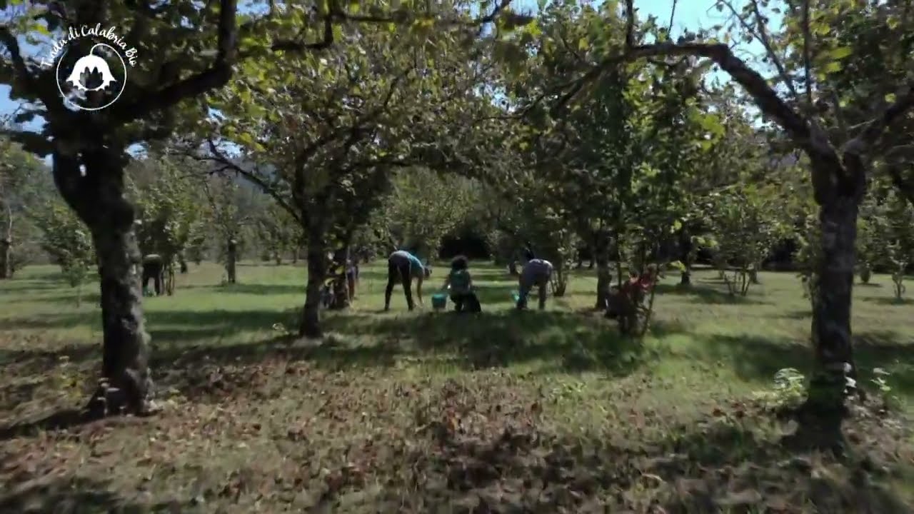 I nuovi noccioleti: sesto di impianto e meccanizzazione.