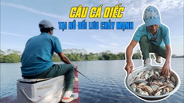 Câu Cá Diếc Tại Hồ Đối Lưu Chảy Mạnh | VIETNAM FISHING TV