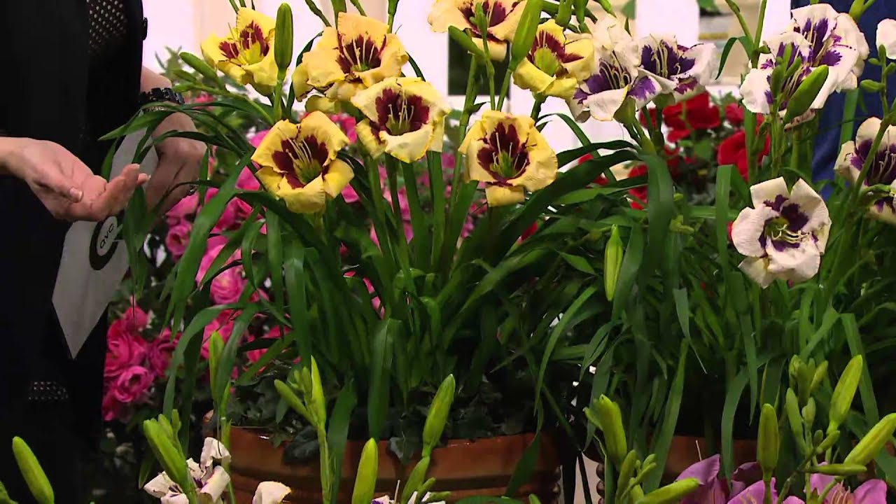Cottage Farms 6 Pc Fragrant Reblooming Daylily Collection With