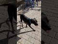 Rosie video