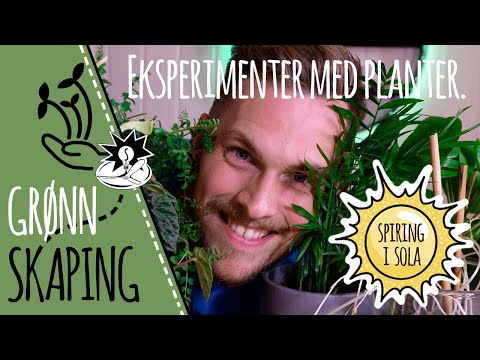 Eksperimenter med planter: Lys og skygge