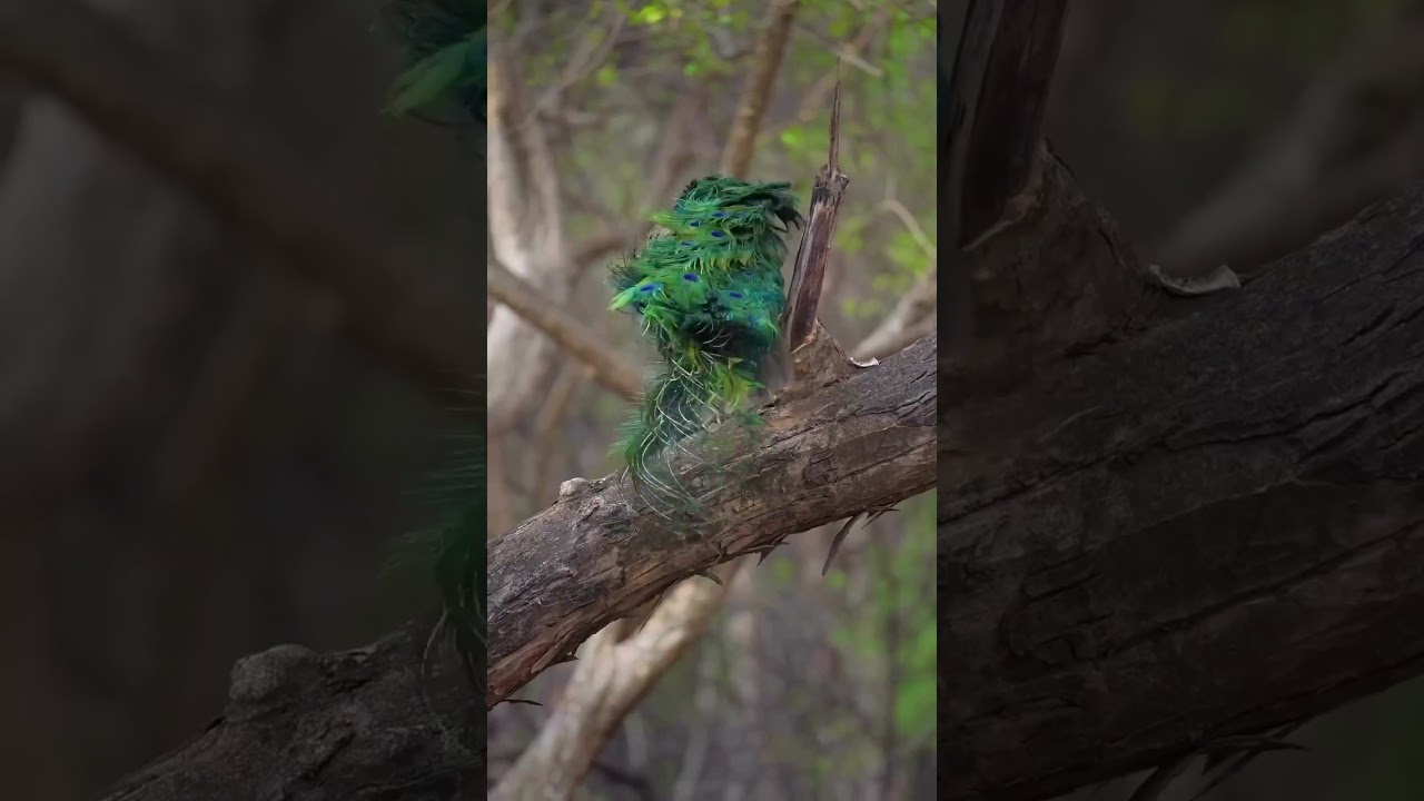 Amazing Bird with Sound | Exotic Birds | Smart Birds | Unbelievable Birds | Best Birds |  