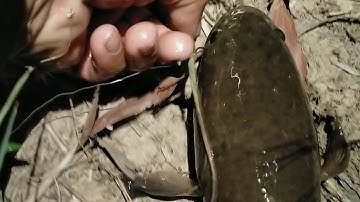 Tiếp tục cắm câu trúng mánh và hốt được cá lóc khủng, Hugo #sanbat