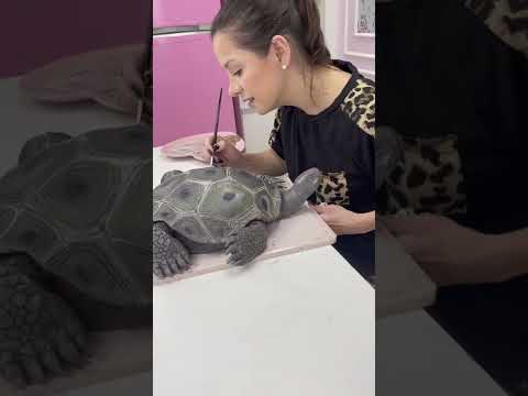 Vídeo: Bolo de tartaruga: uma receita simples com uma foto