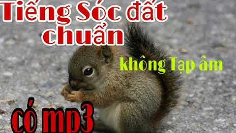 Tiếng sóc đất kêu chuẩn không tạp âm có mp3 miễn phí