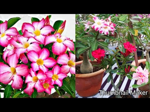 Adenium care and garden over view / Adenium flowers show - YouTube