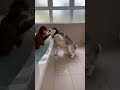 🙀This Cat’s Peace Lasted Exactly 2 Seconds 😭💦  #cat #viralshort #funny #dog #animals