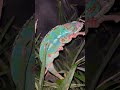 #beautiful #chameleon #sleeping #sorry to bother sir