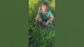 Manual grass cutting with a sickle. #grasscutting #youtubeshorts #viralshort