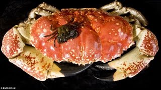 Самый большой камчатский краб Самый большой камчатский краб