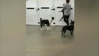 Woman slams dog down and threatens to break it's neck