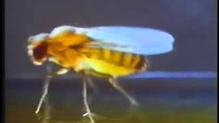 Fruit Fly Genetics 1 min