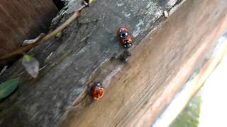 SAM_0068.AVI