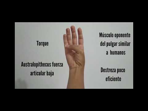 Video: ¿Los australopitecos tenían dedos oponibles?