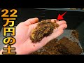 高すぎる土の塊を崩した結果...