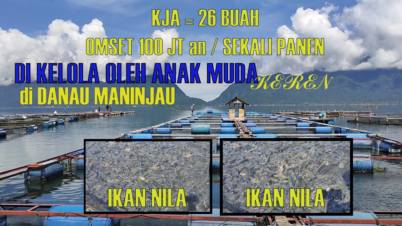 BISNIS MENGGIURKAN II Keramba Jaring Apung (KJA) Danau Maninjau