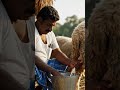 గొర్రెల ఫారం | Animal Farm Manager #sheepfarmers #farming #dairyfarmers #goatfarmers #telugufacts