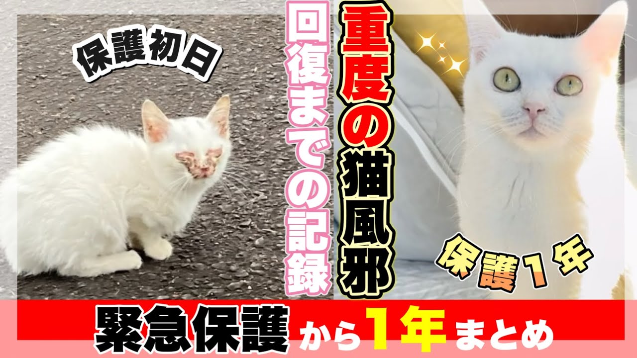 目が開かない子猫を保護して1年が経ちました【野良猫から家猫へ】