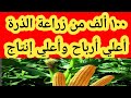 ١٠٠ ألف من زراعة فدان الذرة أعلي إنتاج وأعلي أرباح