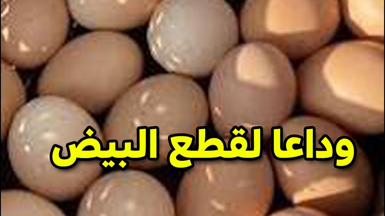 خلطة جبارة من مكونين في كل بيت لزيادة البيض ملعقة صغيرة هتغرق سطحك بالبيض كل يوم  #طيور_فوق_السطح