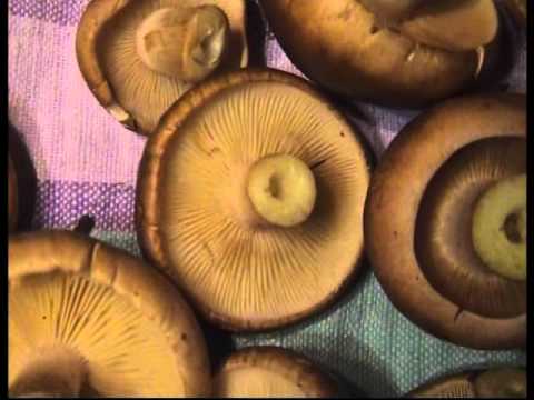 Подробно! Рядовки коричневые. Как распознать. Растут под ногами.
