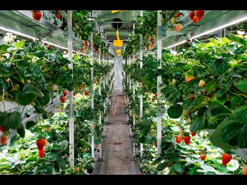 Вебинар«Ягодные сити-фермы: технологии и бизнес»20 апреля 2023 г.
