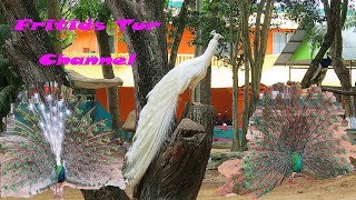 Green peafowl, Albino, & Blue Pied Peacock by Fritids Tur 3,764 views 4 years ago 5 minutes, 29 seconds