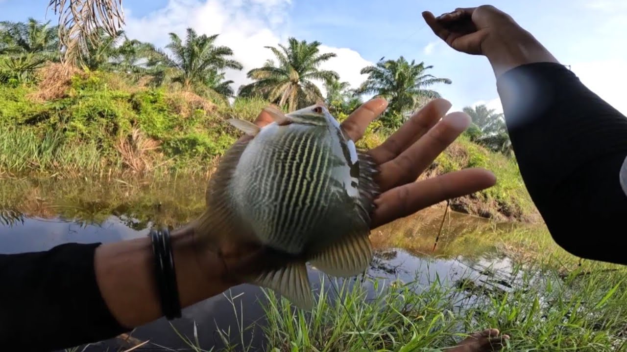Mancing tembakang !! Full strike tiada henti seperti mancing di kolam 