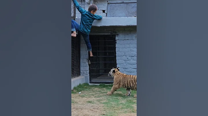 Naughty Kid Playing With Tiger | Nouman Hassan |