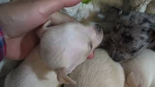 Cherished Chihuahua Puppies by FeedMyHeartWithLove Eph5 68 views 1 year ago 4 minutes, 5 seconds