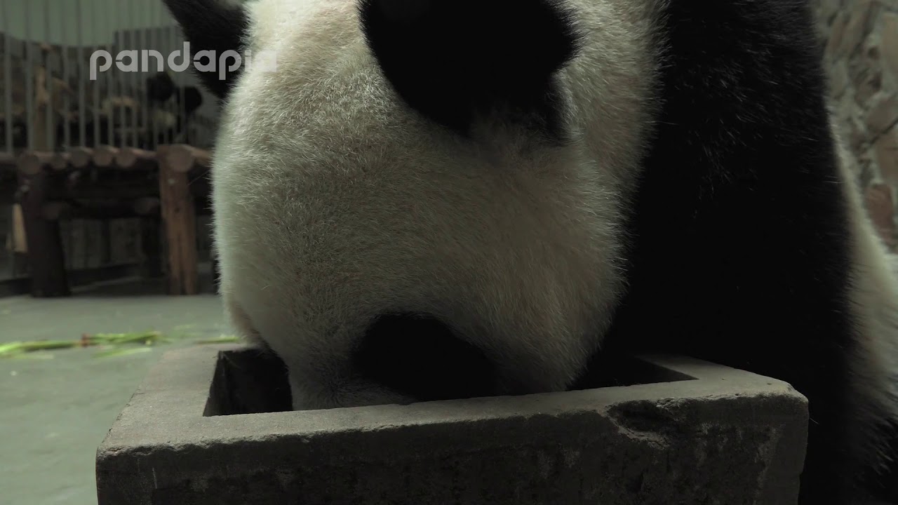 naturaleza definicion Panda Zhi Zhi and her son eat bamboo shoots indoors