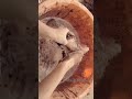 cement #asmr #cement #asmr #cementcrumblinginwater #crumbling #clay