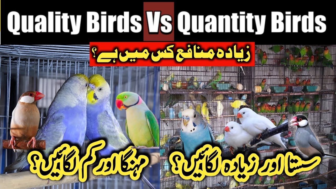 Quality Vs Quantity in Birds business | commercial birds lagaen ya mutation birds
