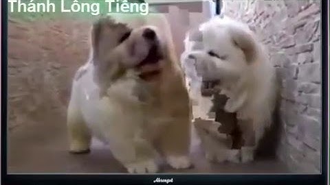 Thánh Lồng Tiếng full HD tập 1-10 . đọc suy nghĩ động vật !