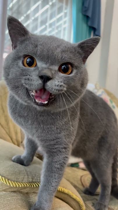 Why do u so upset coby?🫣#cat #britishshorthair #catlover #finleyfamily #kitten #kucing #kucinglucu