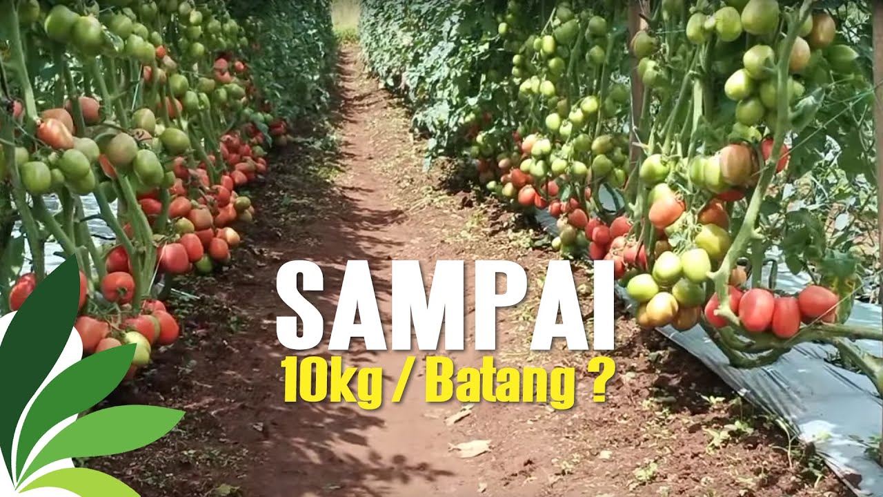 BUDIDAYA TANAMAN TOMAT, BUAH SAMPAI DITANAH | Manogi Situmorang