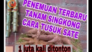 CARA TANAM SINGKONG SISTEM TUSUK SATE. PENEMUAN BARU HASIL LUAR BIASA