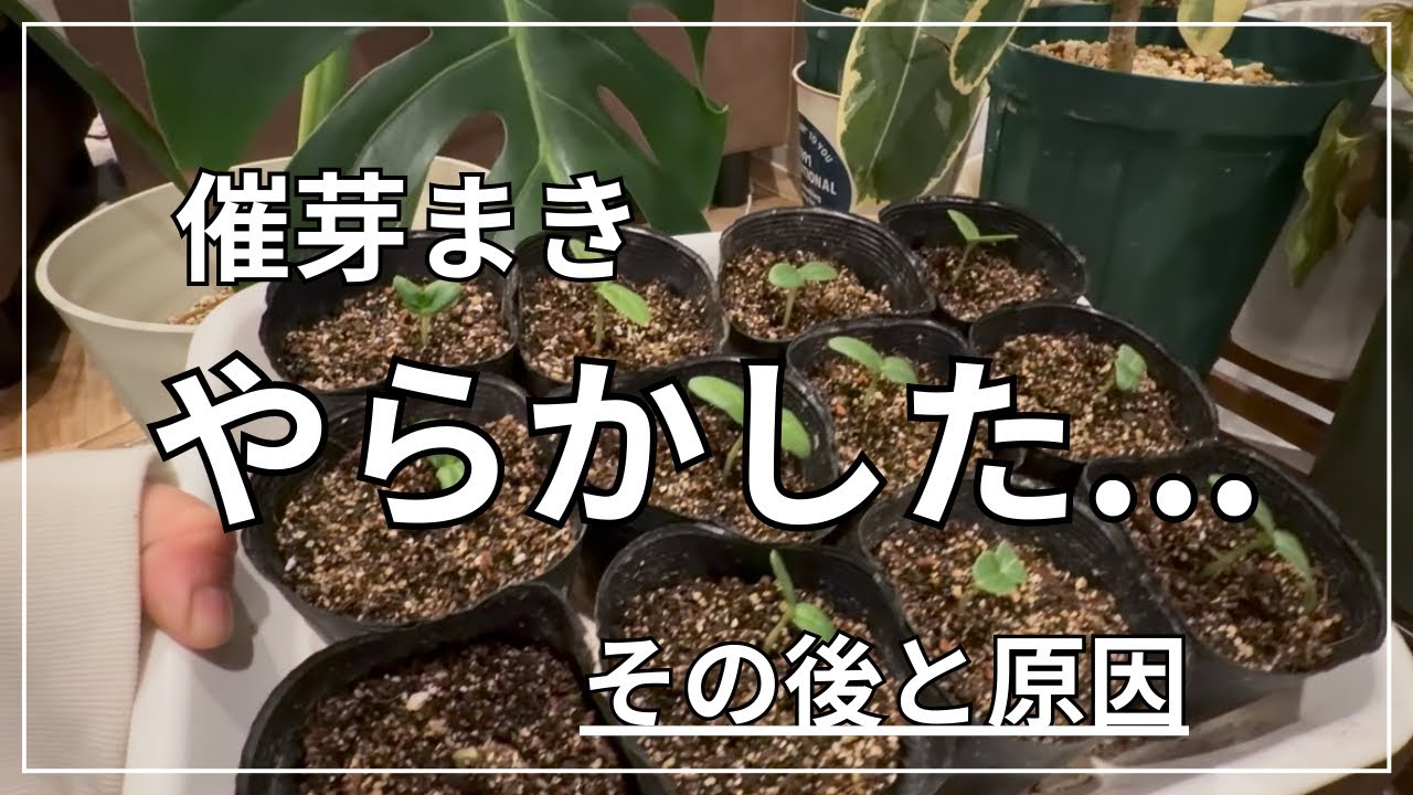 【2月種まき】催芽まきで早速失敗。　