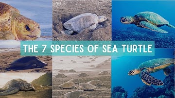Do You Know All 7 SPECIES of SEA TURTLES ? // Fun facts & unique traits that distinguish them