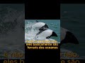 Você conhece o golfinho de commerson?  #curiosidades #animals #biologia #shorts