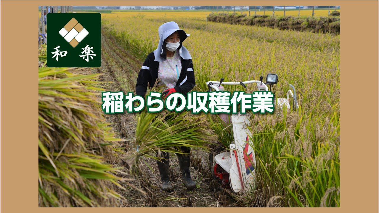 稲わら販売 | 宮城県・仙台・石巻の畳屋・畳店 【和楽】